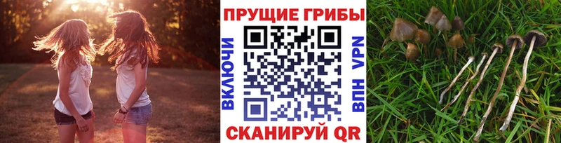 OMG зеркало  Андреаполь  Галлюциногенные грибы прущие грибы  как найти закладки 